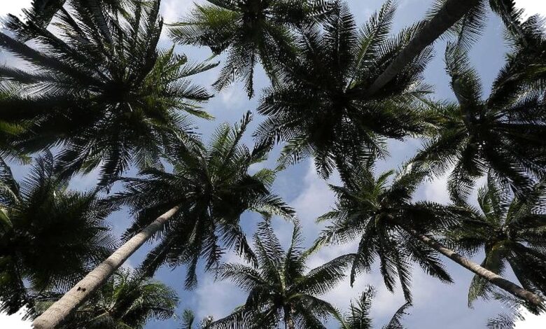 Dari Rendang hingga Jajanan Pasar, Kelapa Menjaga Rasa Nusantara Tetap Terhubung