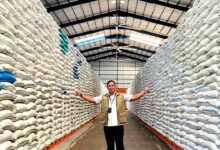 Stok Beras 5,2 Juta Ton Membuka Jalan Ekspor Premium Indonesia ke Malaysia
