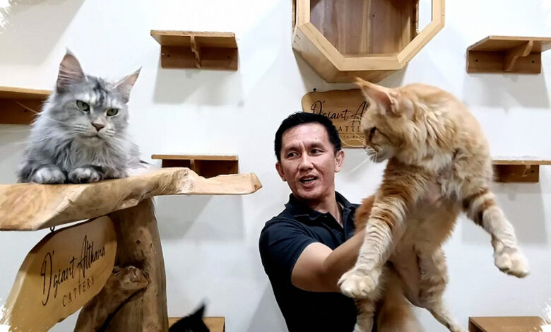 5 Sifat Pencinta Kucing yang Kerap Tak Terlihat, dari Peka hingga Kreatif