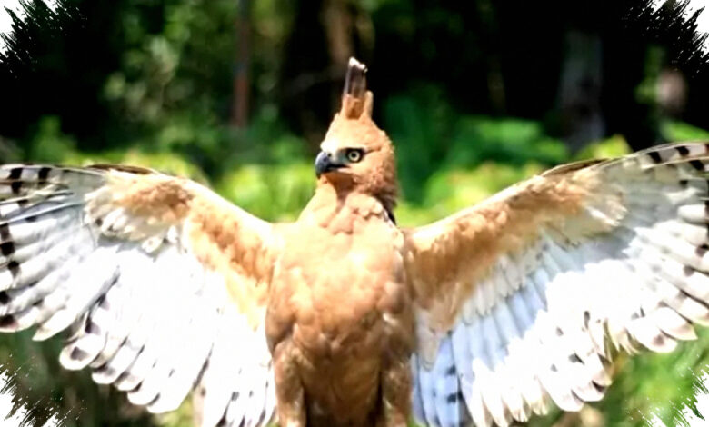 Garuda Dirawat Penuh Induknya, Penetasan Kesembilan Elang Jawa di Bogor