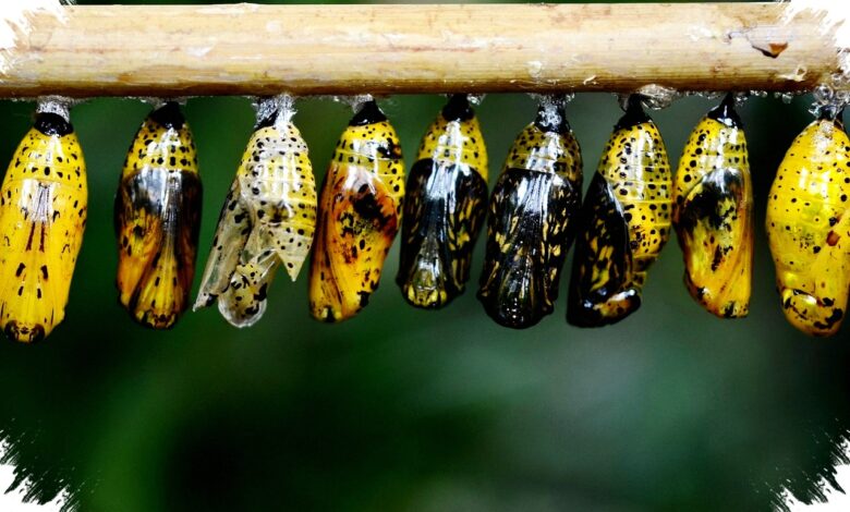 Larva Lalat Parasit Bertahan di Sinus, Satu Bahkan Menjadi Pupa