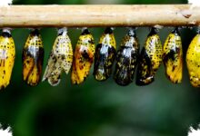 Larva Lalat Parasit Bertahan di Sinus, Satu Bahkan Menjadi Pupa