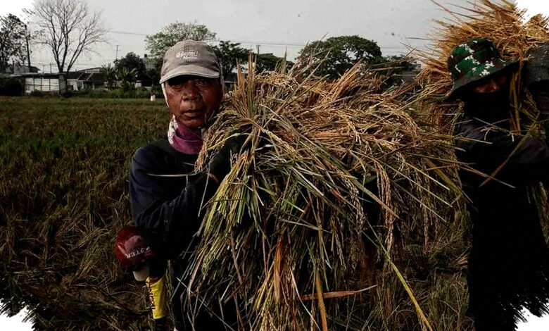 Anggaran Pangan 2027 Tembus Rp195,3 Triliun, Subsidi Pupuk Ikut Naik