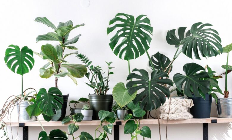 10 Tanaman Hias Daun yang Bisa Bertahan 2–4 Minggu Saat Rumah Ditinggal