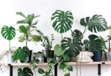 10 Tanaman Hias Daun yang Bisa Bertahan 2–4 Minggu Saat Rumah Ditinggal
