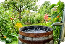 Pekarangan Sempit Tak Lagi Mandek, 9 Fungsi Drum Bekas untuk Panen Rumah
