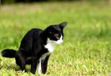 Bukan Kucing atau Bulunya, Toksoplasmosis yang Perlu Diwaspadai Saat Hamil