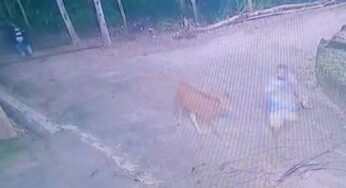 Sapi Warga Hilang, Ditemukan Disembunyikan di Semak-semak