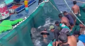 Hiu Paus Terjebak Jaring Nelayan di Sendang Biru Malang