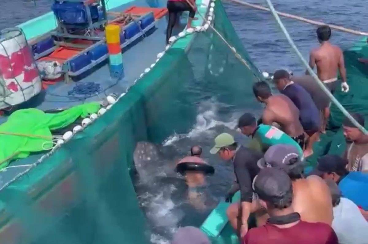 Hiu Paus Terjebak Jaring Nelayan di Sendang Biru Malang