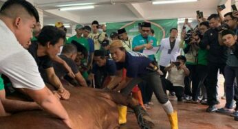 Sapi 1,25 Ton Presiden Prabowo Disembelih di Istiqlal