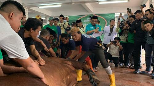 Sapi 1,25 Ton Presiden Prabowo Disembelih di Istiqlal